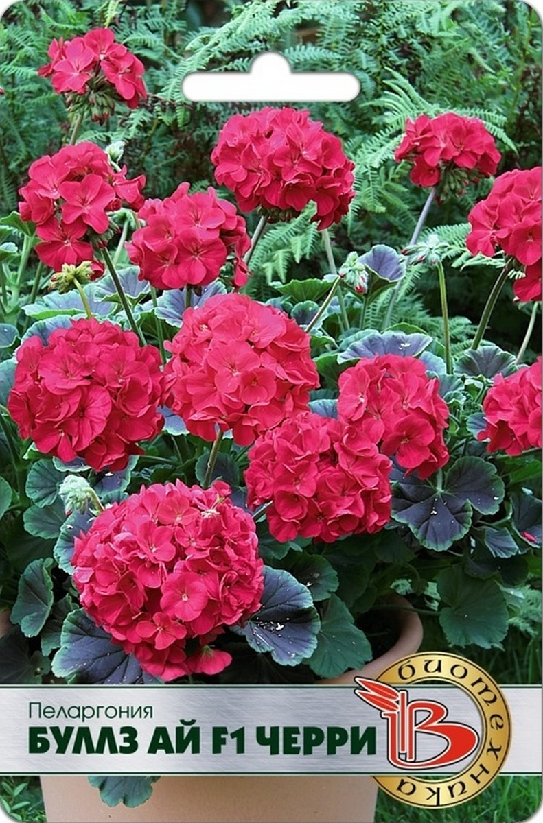 Пеларгония Буллз Ай F1 Черри, 5 шт. Биотехника