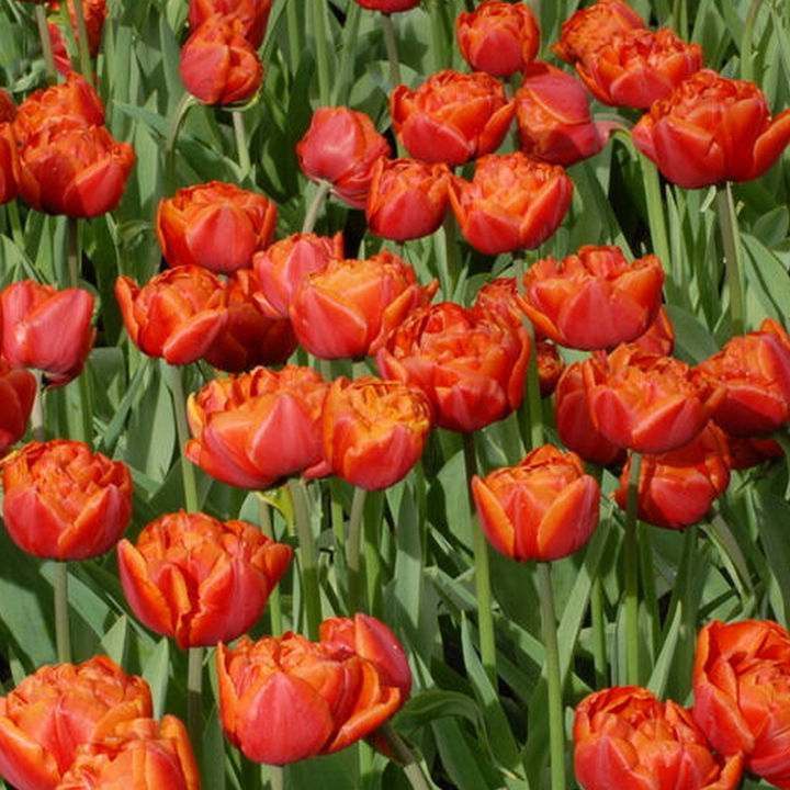 Тюльпан махровый поздний Датч Кинг, 11/12, 1 шт.