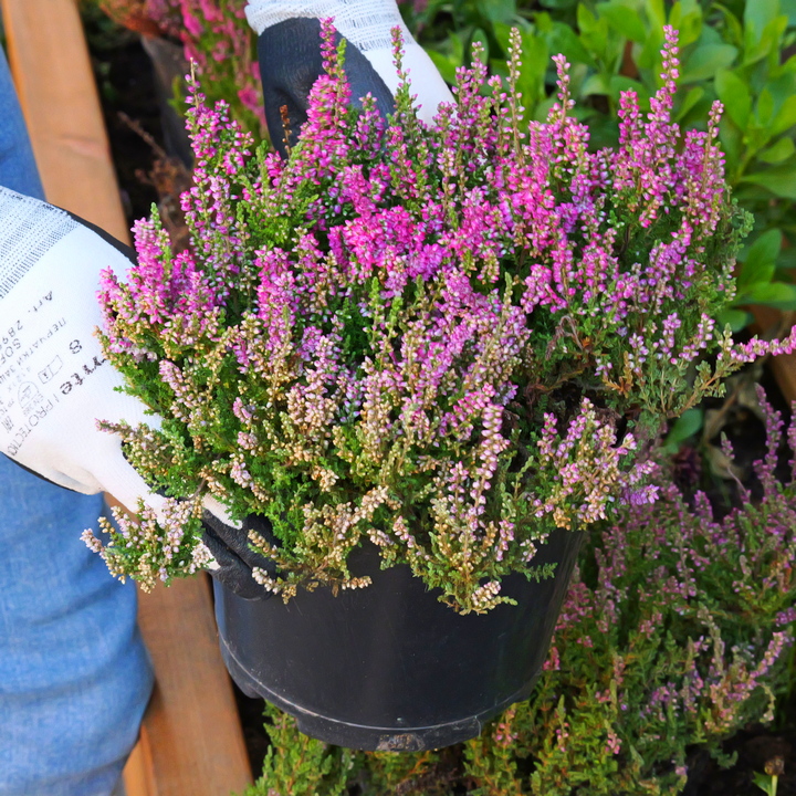 Чем и когда подкормить вереск для пышного цветения