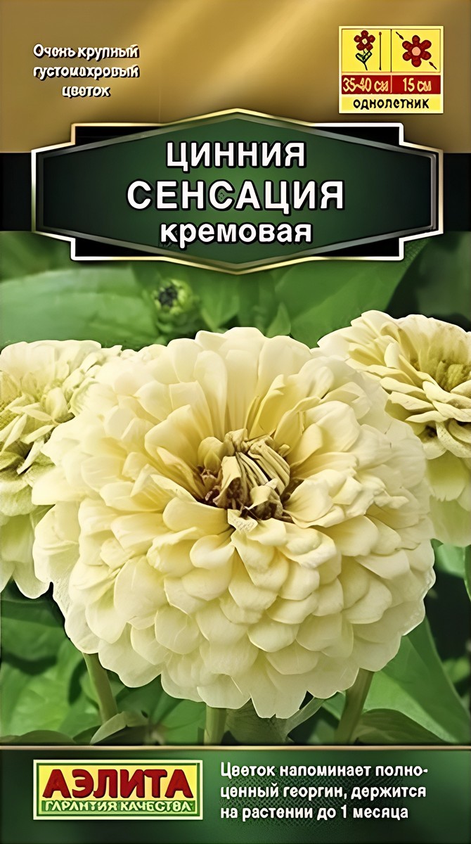 Цинния Сенсация кремовая, 12 шт.