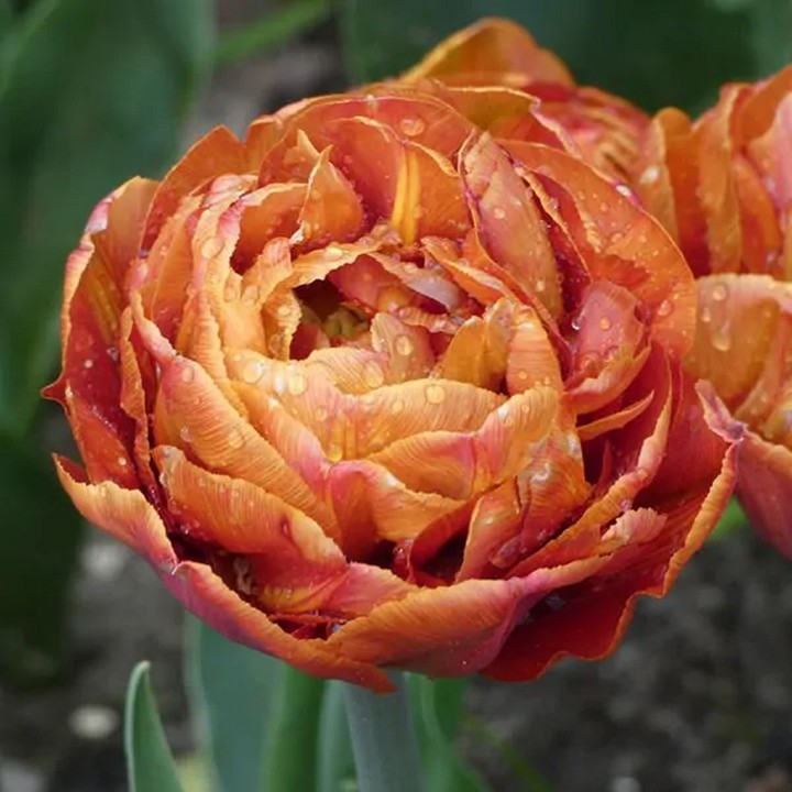 Тюльпан махровый ранний Валдивия, 12/+, 1 шт.