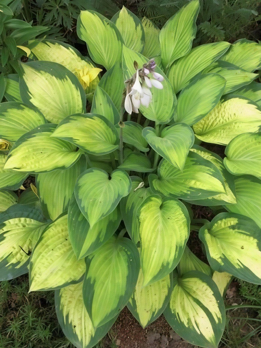 Хоста Капитан Кирк, 1 шт.