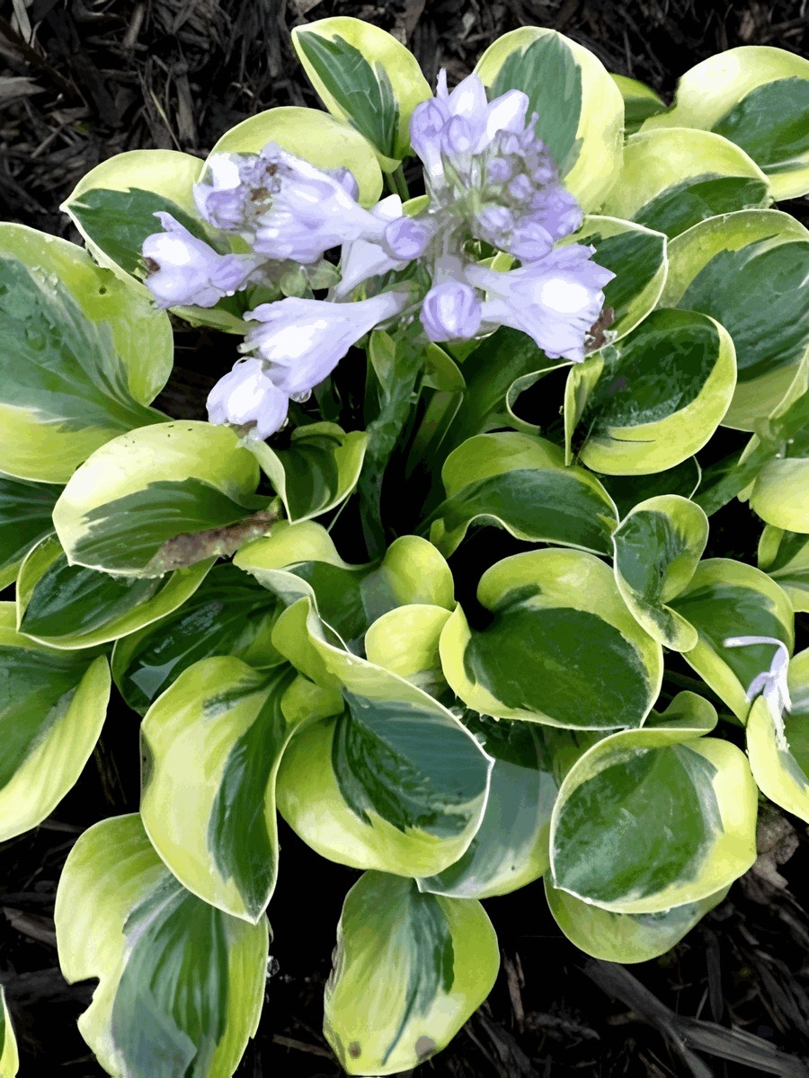 Хоста Майти Маус, 1 шт.