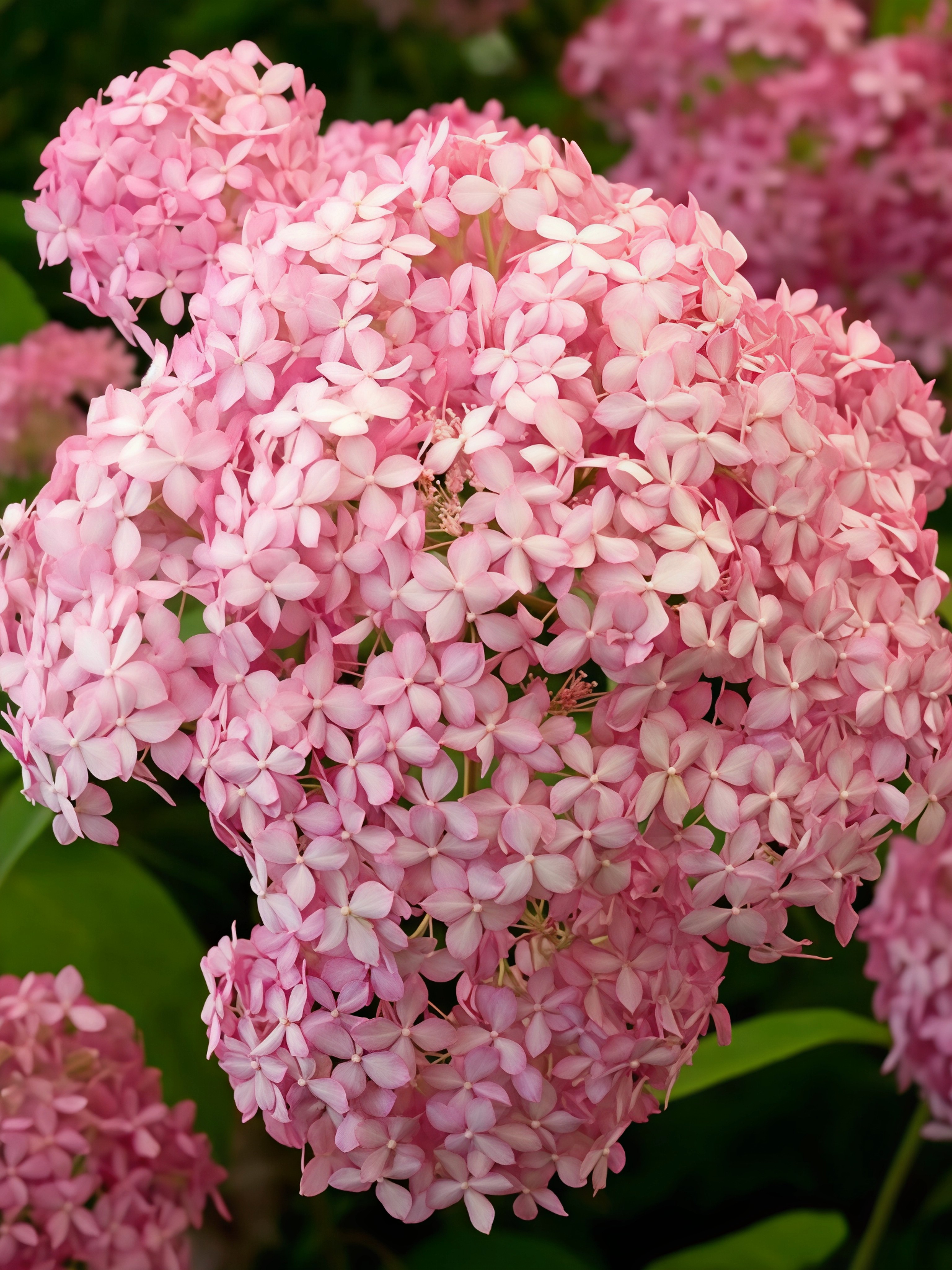 Гортензия древовидная Пинк Анабель/ЦКорЛюкс