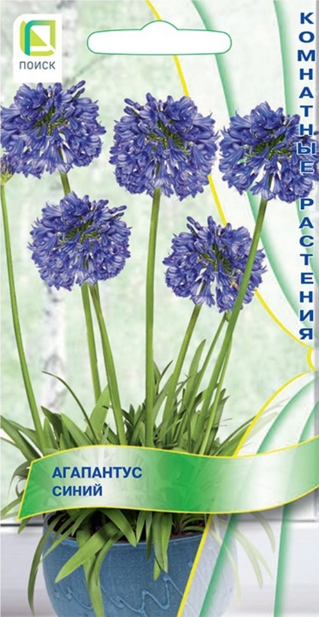 Агапантус синий, 3 шт.