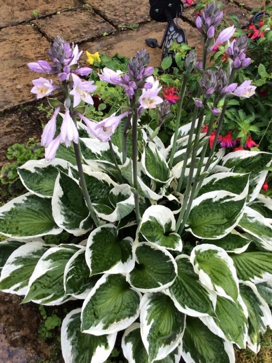 Хоста Грин Пэтриот, 1 шт.