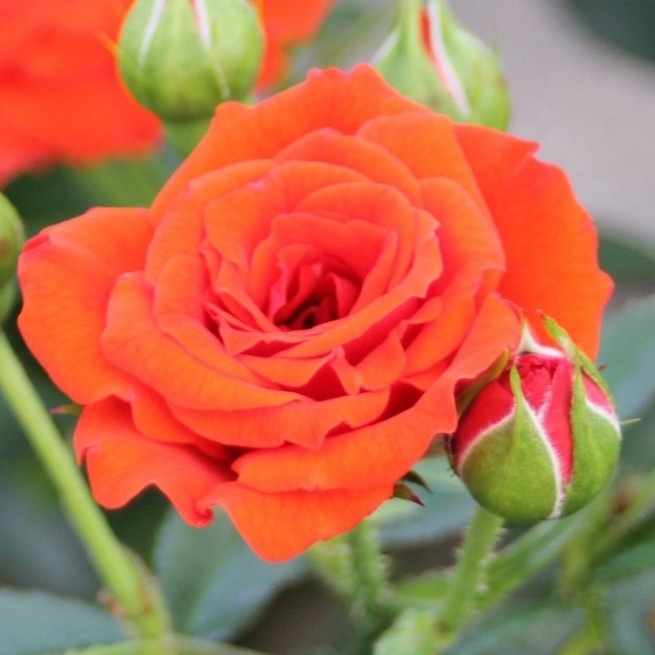 Роза почвопокровная Миниатюр Ориндж/ЦКор