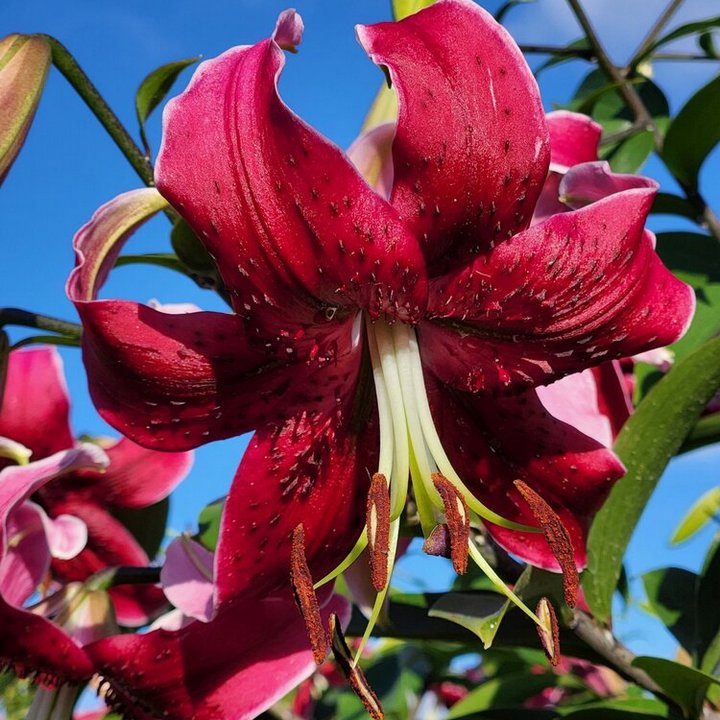 Лилия ОТ-гибрид Мисс Фея, 12/14, 1 шт.