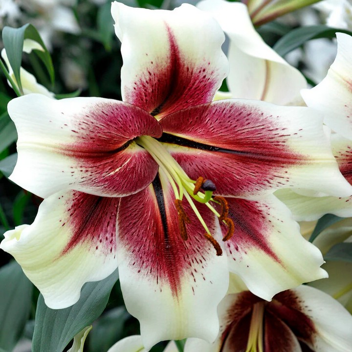 Лилия ОТ-гибрид Зеба, 12/14, 1 шт.