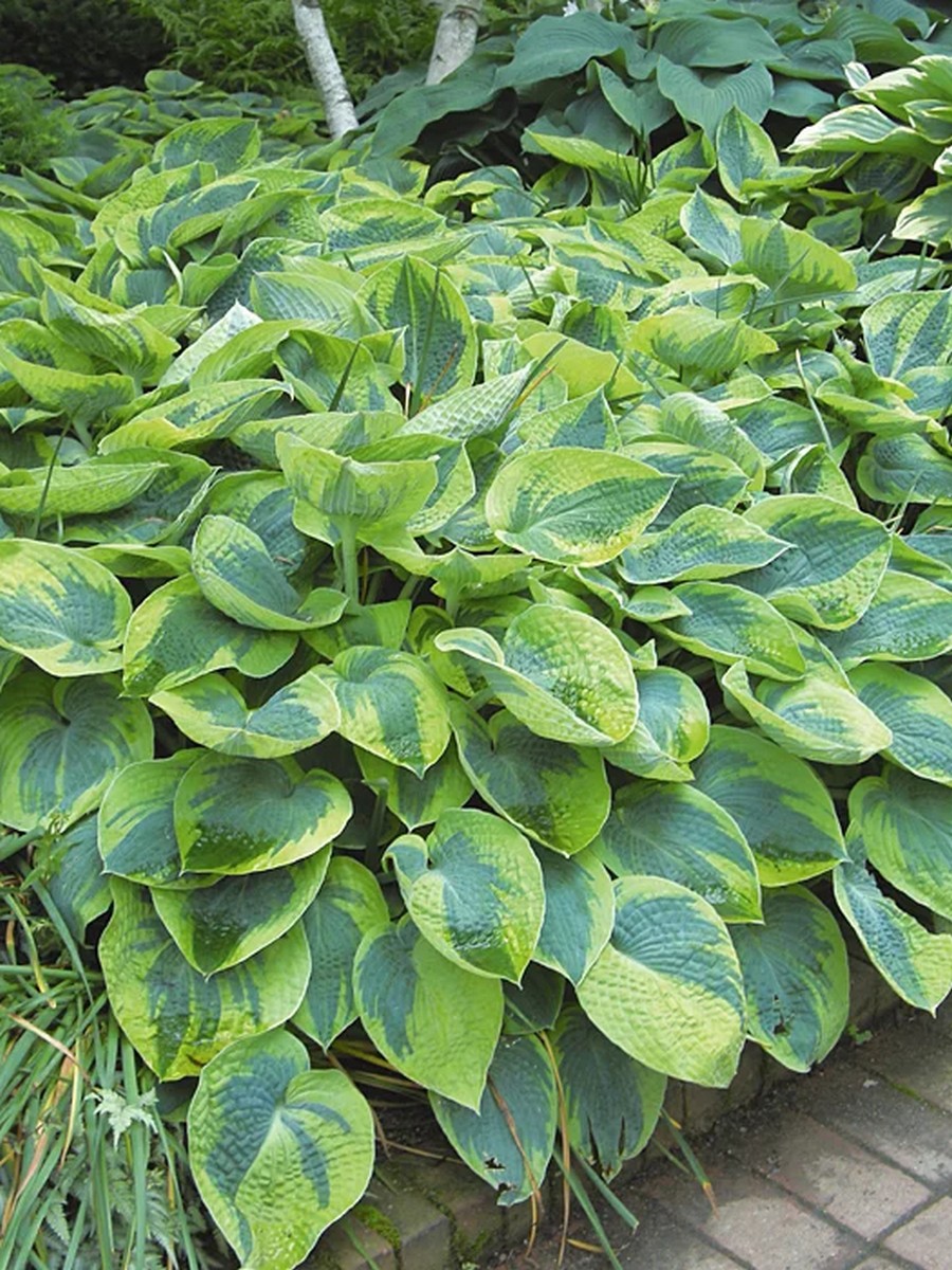 Хоста Токудама Флавоцирциналис, 1 шт.