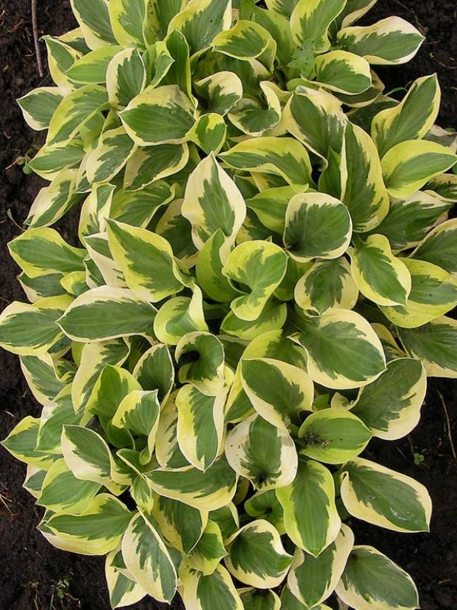 Хоста Брим Кап, 1 шт.