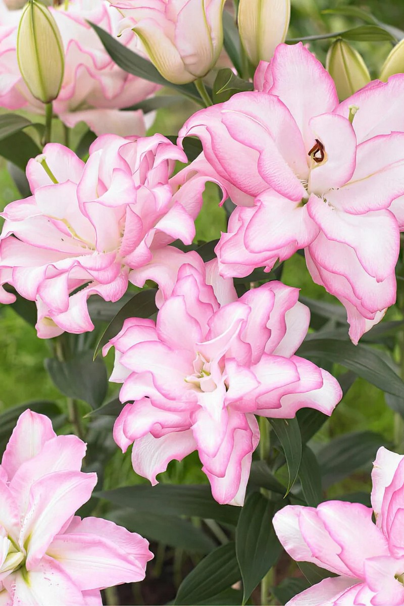 Лилия восточная махровая Roselily Аннушка, 1 шт.