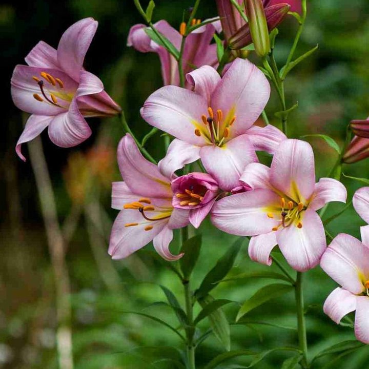 Лилия трубчатая Пинк Планет, 12/14, 1 шт.