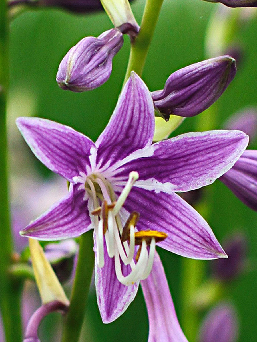 Хоста Пурпл Сенсейшн, 1 шт.