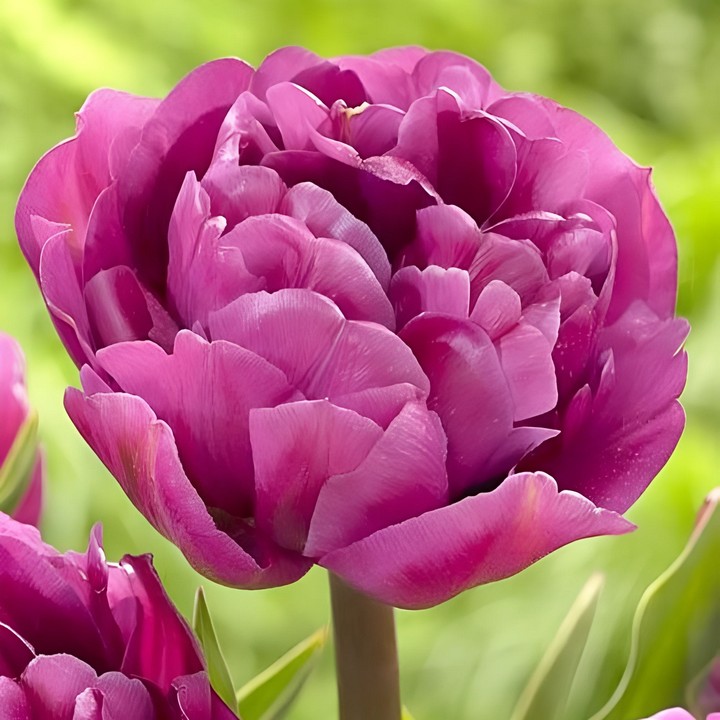 Тюльпан махровый ранний Бэкпакер, 11/12, 1 шт.