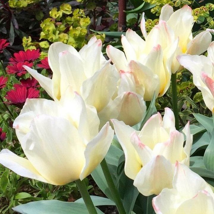 Тюльпан многоцветковый Альбион Стар, 11/12, 1 шт.