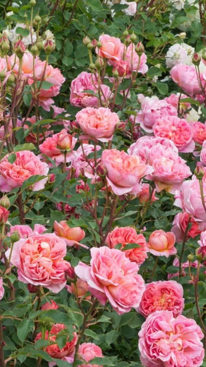 Роза английская парковая Боскобель, 1 шт.