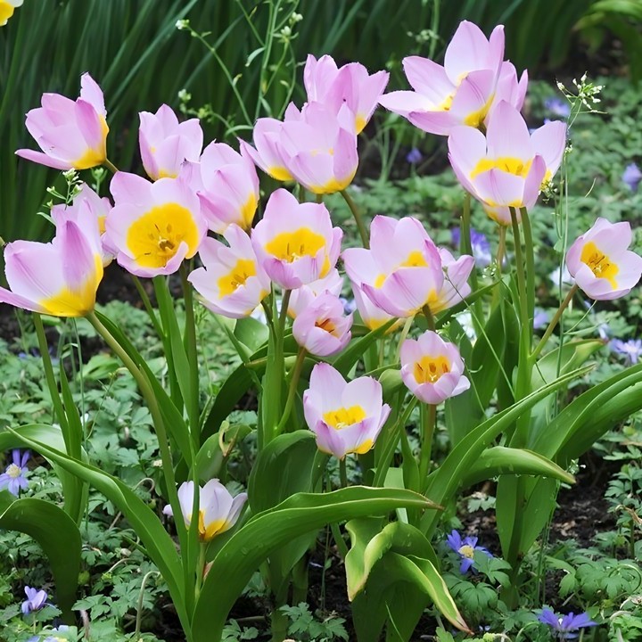 Тюльпан ботанический Лилак Уандер, 6/7, 1 шт.