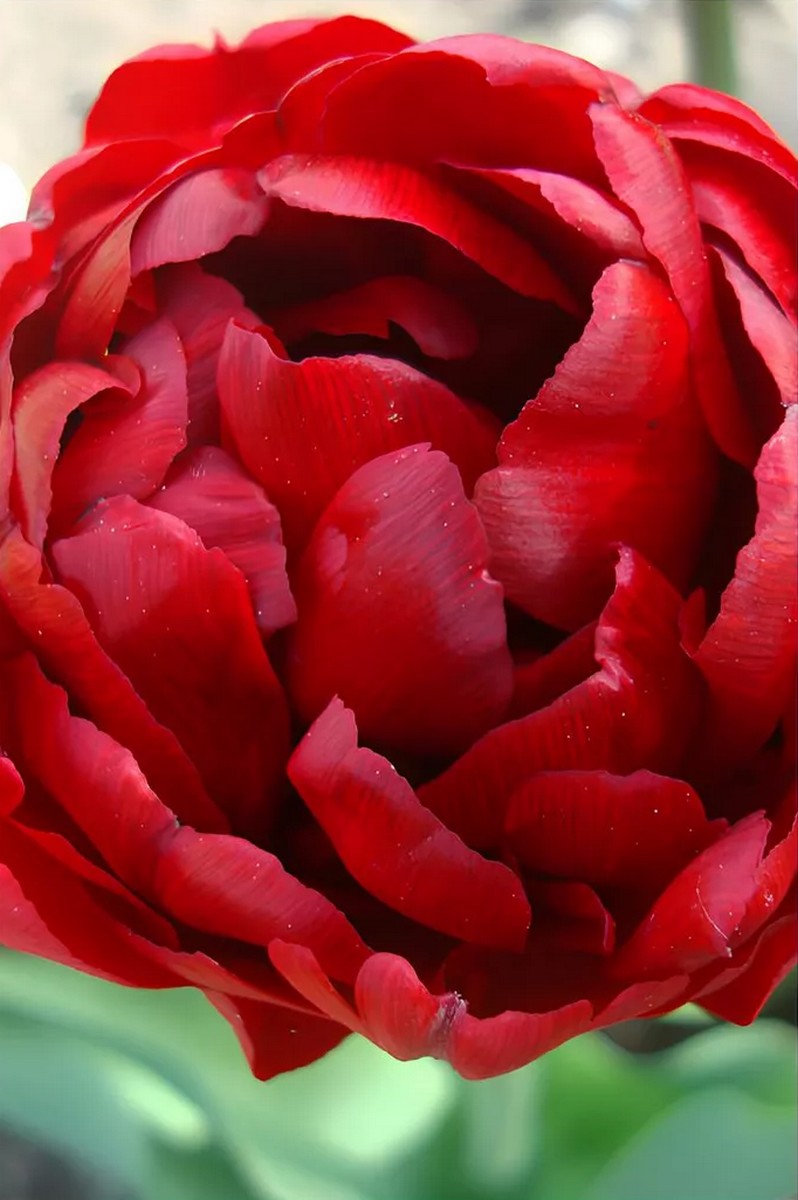 Тюльпан махровый ранний Ред Бейби Долл, 11/12, 1 шт.