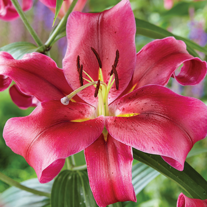 Лилия ОТ-гибрид Редфорд, 1 шт.