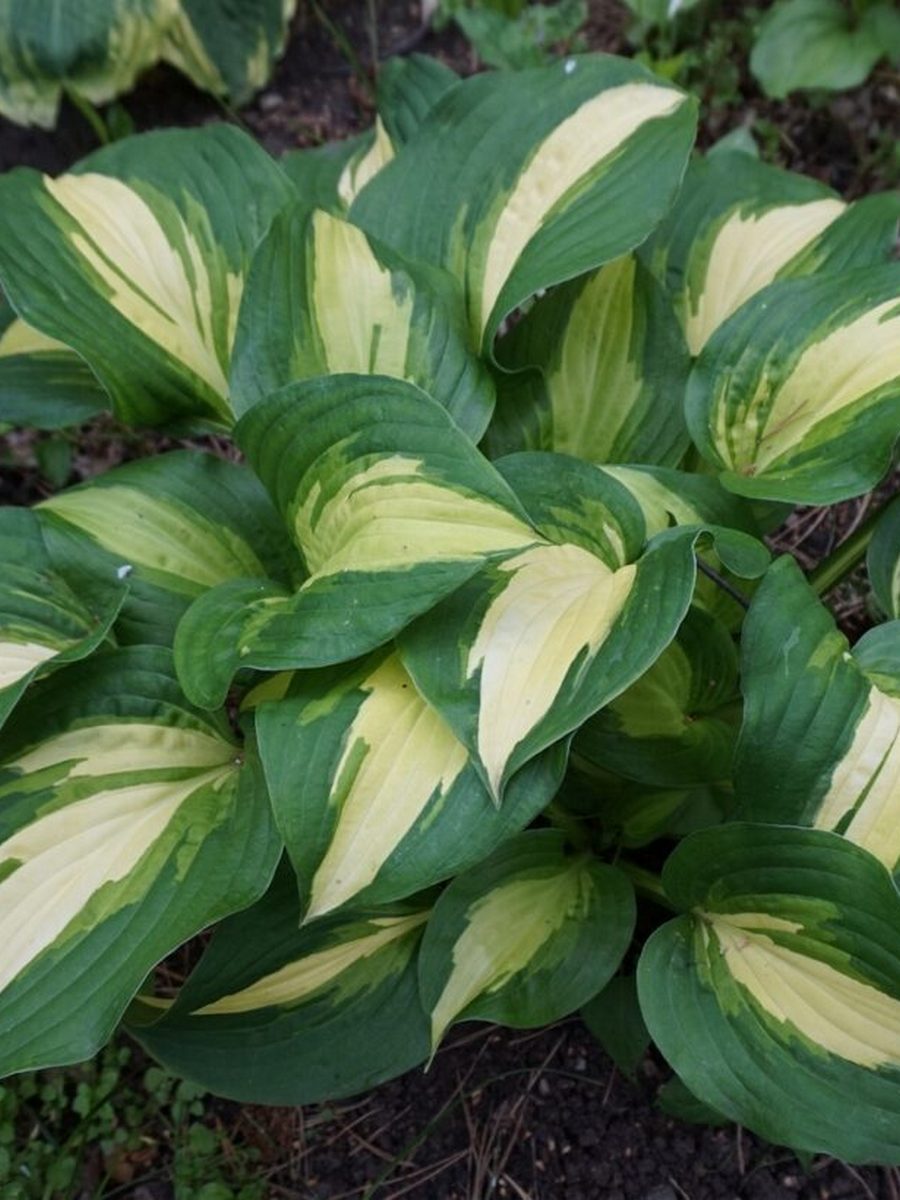 Хоста Лейксайд Метер Мейд, 1 шт.