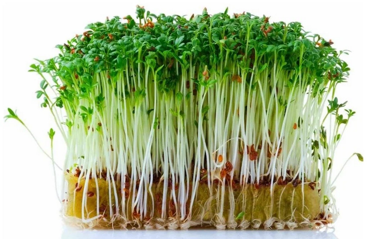 Маты для рассады и микрозелени 165х115х20 мм