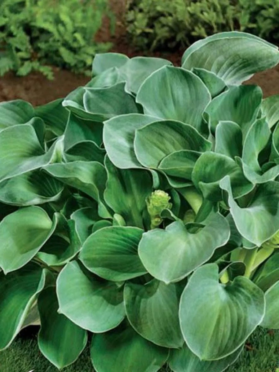 Хоста Монстр Иэрс, 1 шт.