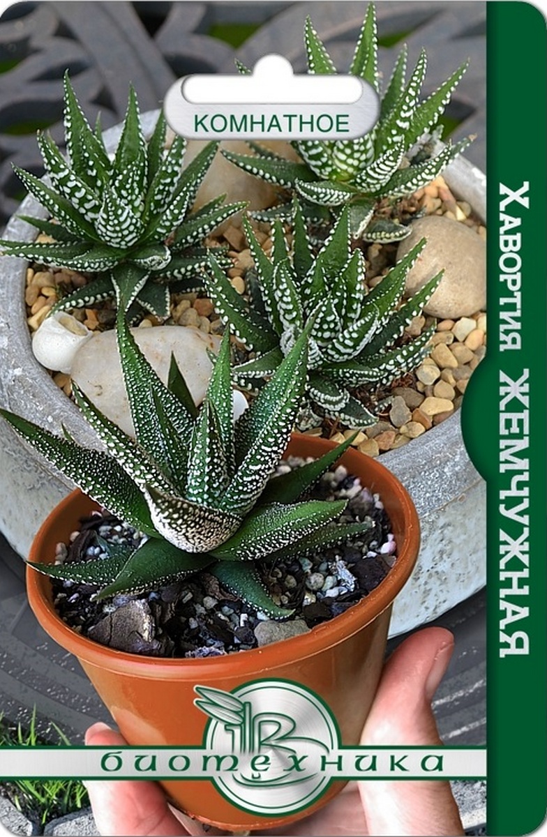 Хавортия Жемчужная, 15 шт. Комнатное Биотехника