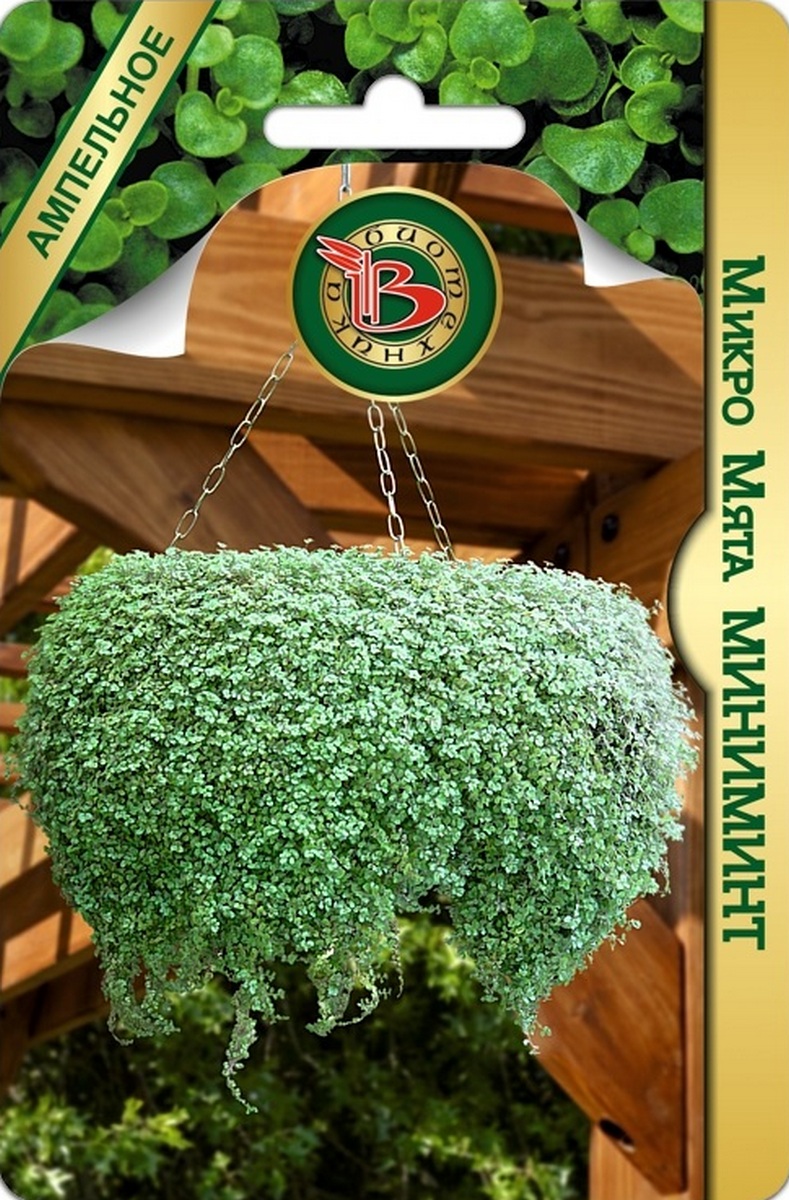 Мята Ампельная Микро Миниминт, 5 шт. Биотехника