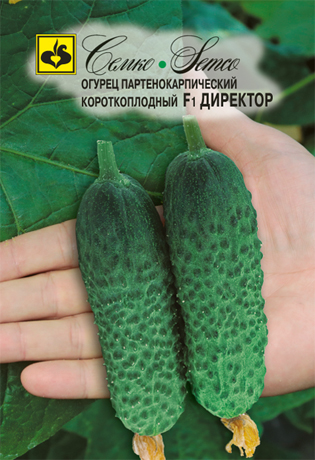 Огурец Директор F1, 5 шт. Семко.