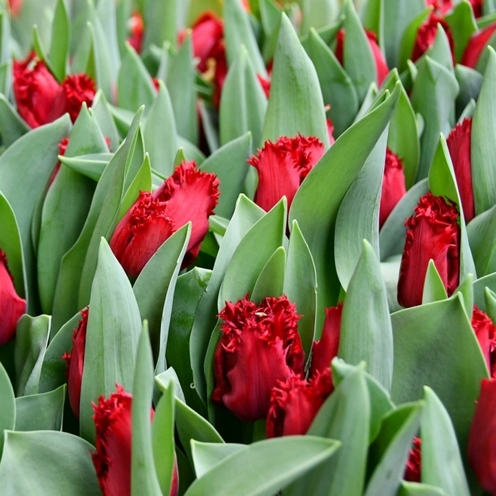 Тюльпан бахромчатый Индиана, 11/12, 1 шт.