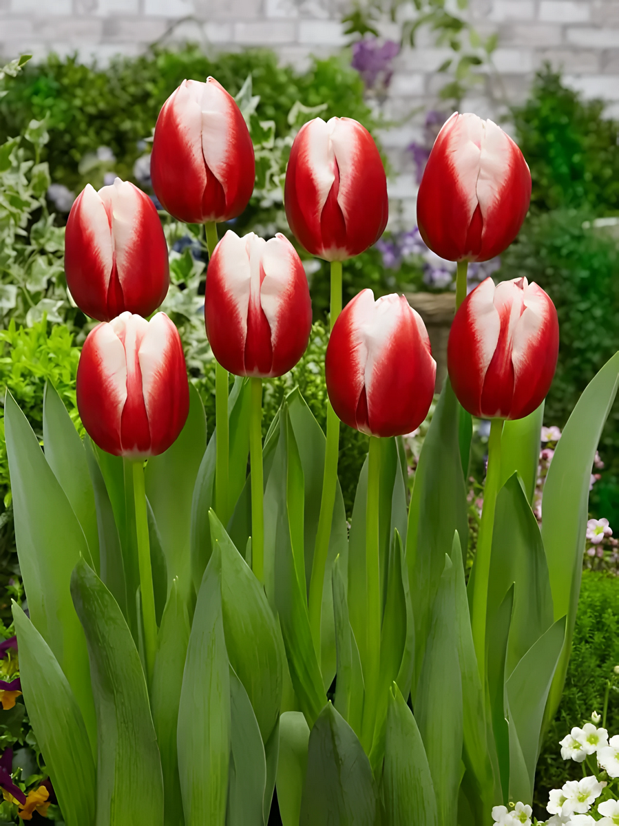 Тюльпан триумф Лин Ван Дер Марк, 12/+, 1 шт.