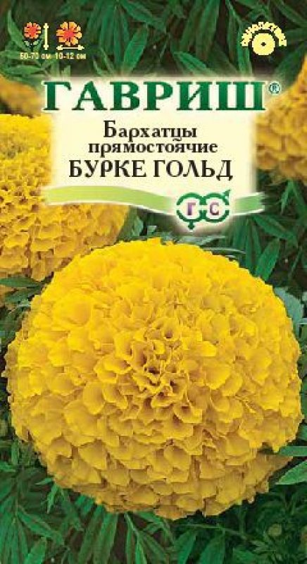 Бархатцы прямостоячие Бурке Голд, 0,3 г