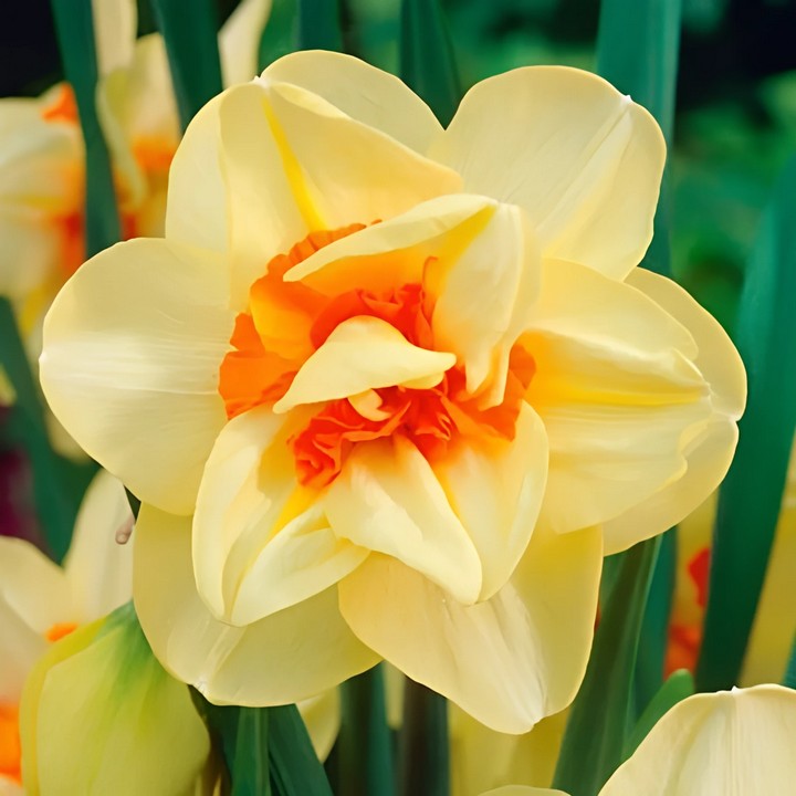 Нарцисс махровый Дабл Фэшион, 12/14, 1 шт.