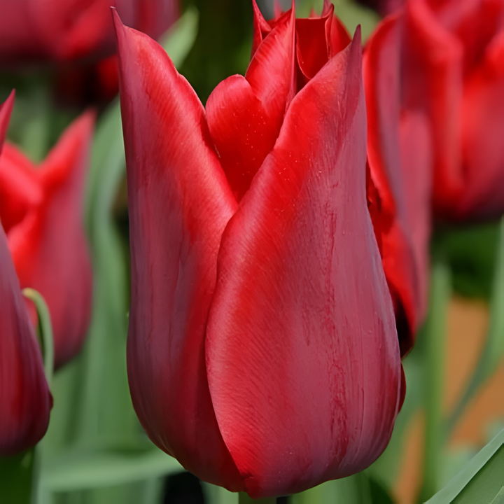 Тюльпан лилиецветный Дженни Батчард, 11/12, 1 шт.