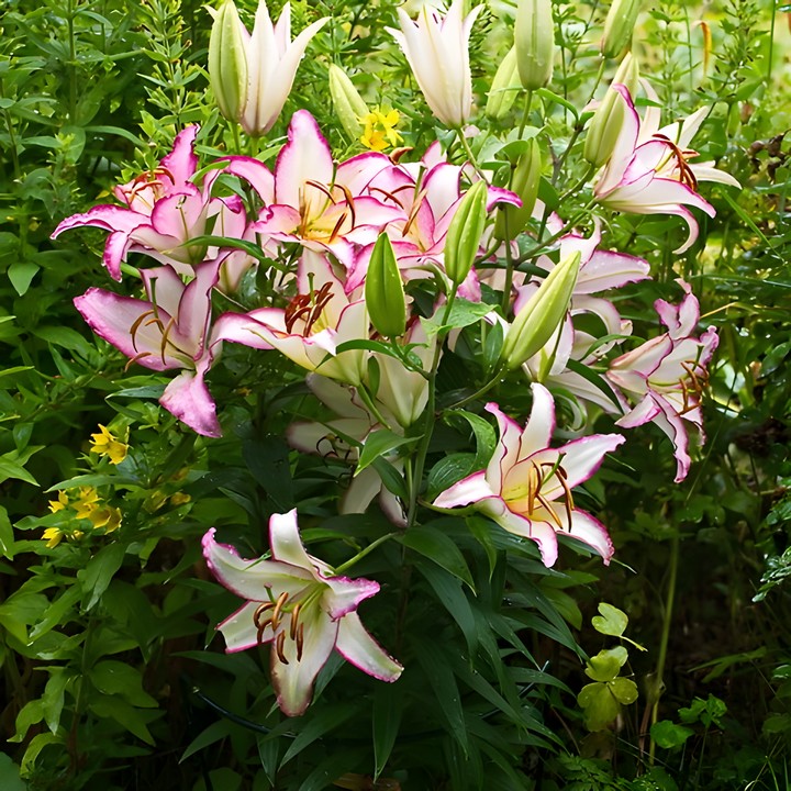 Лилия восточная Хотлайн, 16/18, для выгонки, 1 шт.