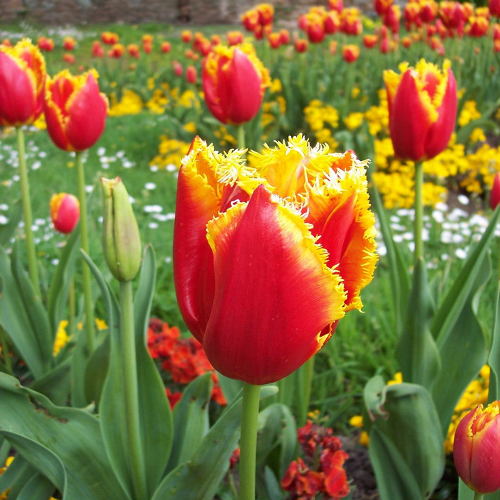 Тюльпан бахромчатый Дэвенпорт, 11/12, 1 шт.