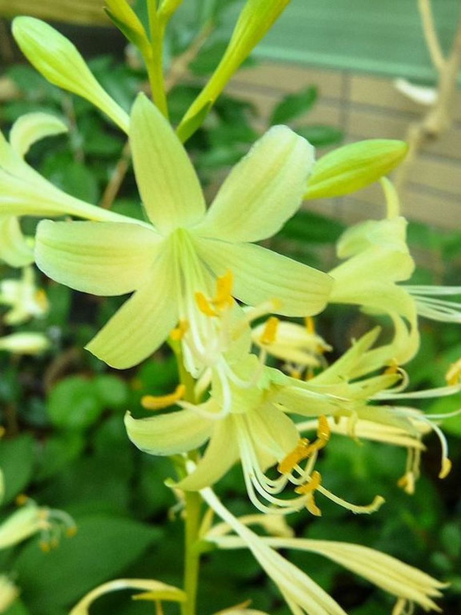 Хоста Миракл Лемони, 1 шт.