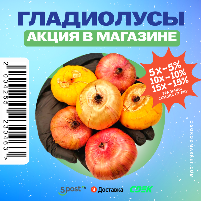 Российские гладиолусы поступили в продажу