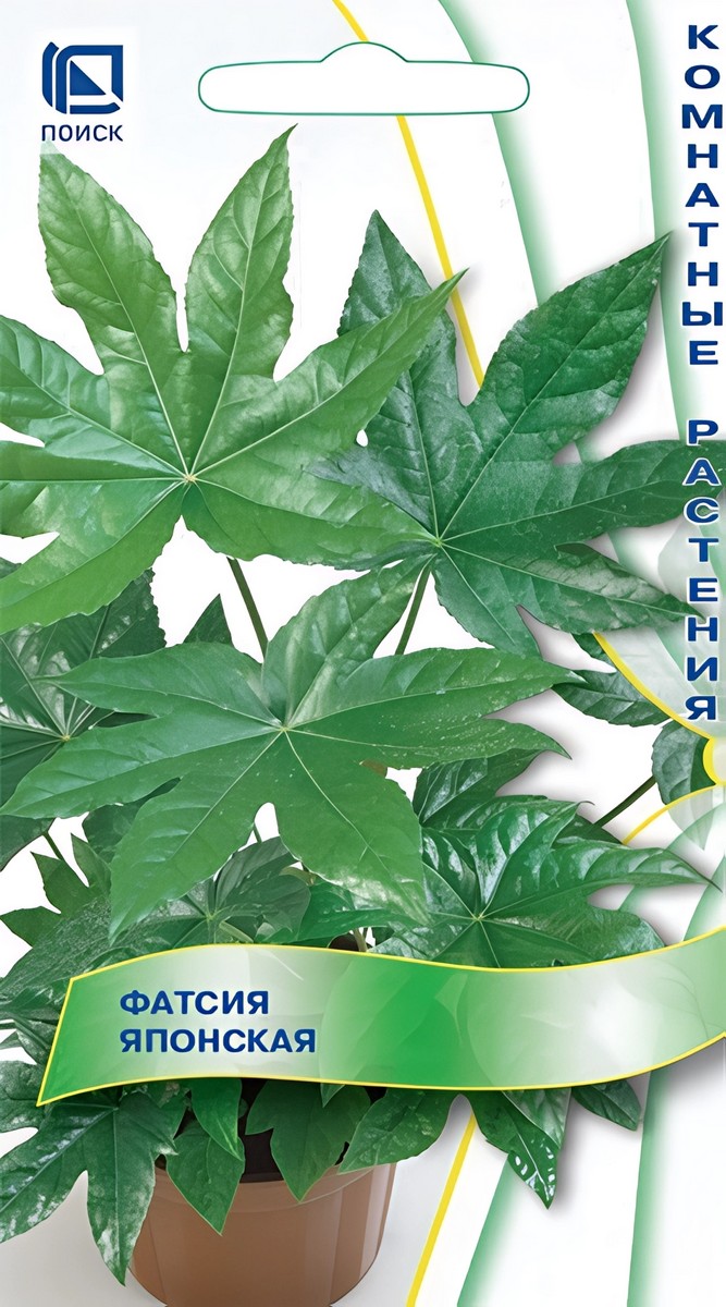 Фатсия японская Аралия, 3 шт.