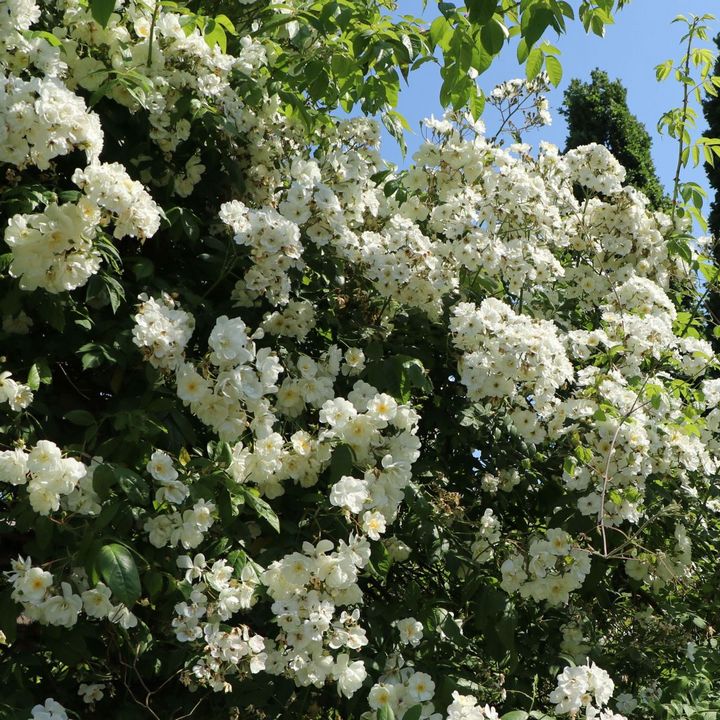 Роза мускусные гибриды Гирлянд д'Амур/ЦКор