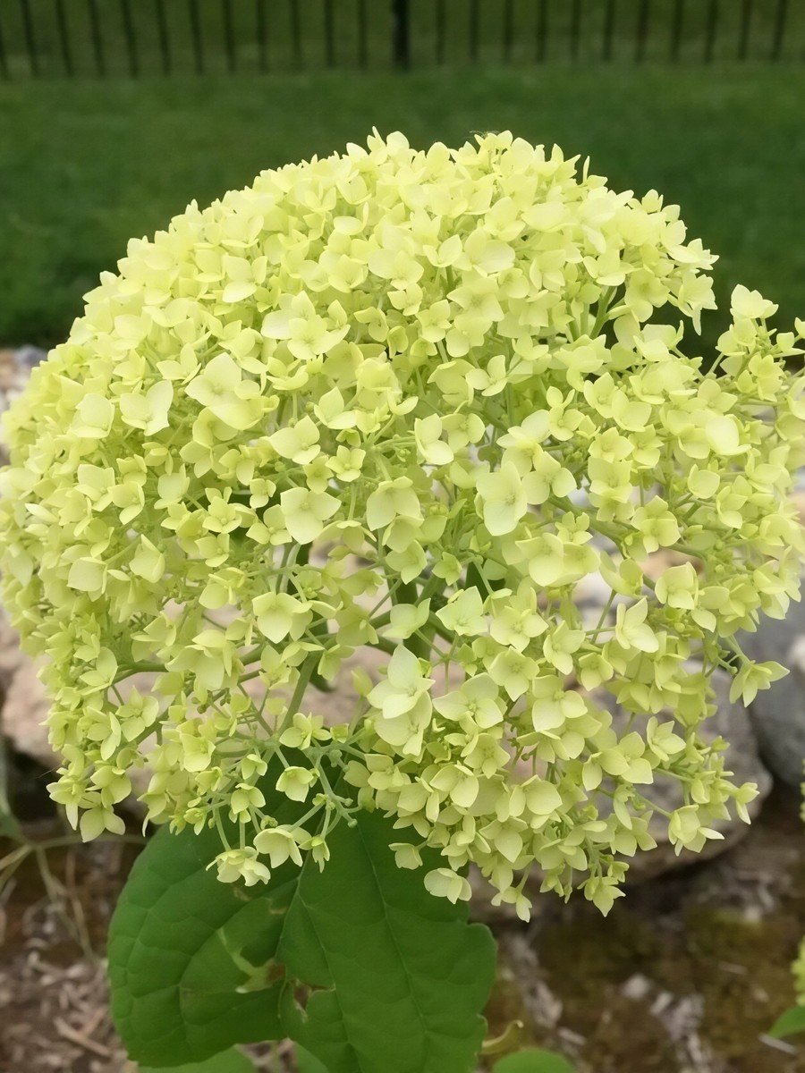 Гортензия древовидная Голден Анабель/ЦКорЛюкс