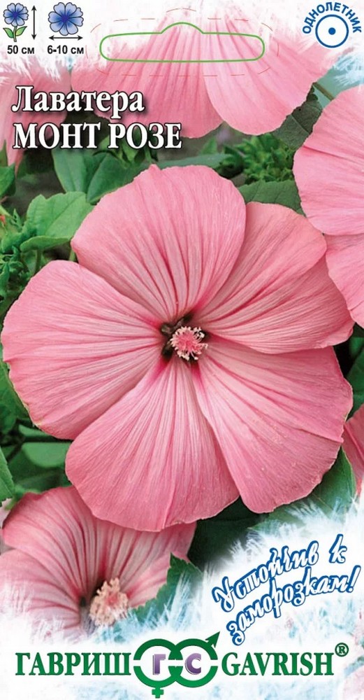 Лаватера Монт Розе, 0,3 г. Устойчив к заморозкам.