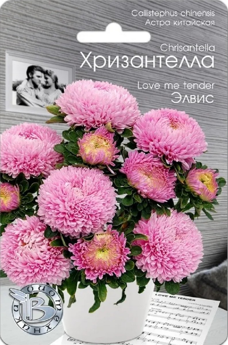 Астра китайская Хризантелла Элвис, 30 шт. Биотехника