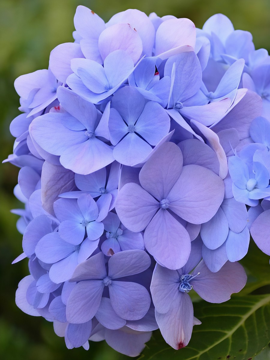 Гортензия крупнолистовая Со Лонг Эбони/ЦКорЛюкс