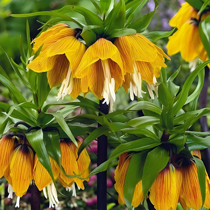 Фритиллярия Стрипед Бьюти, 20/24, 1 шт.