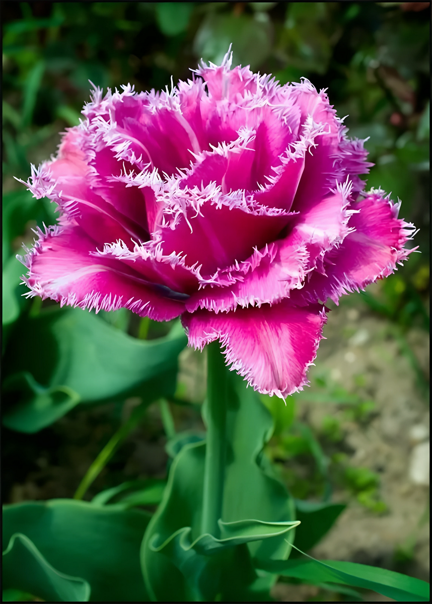 Тюльпан махровый бахромчатый Матчпоинт, 11/12, 1 шт.