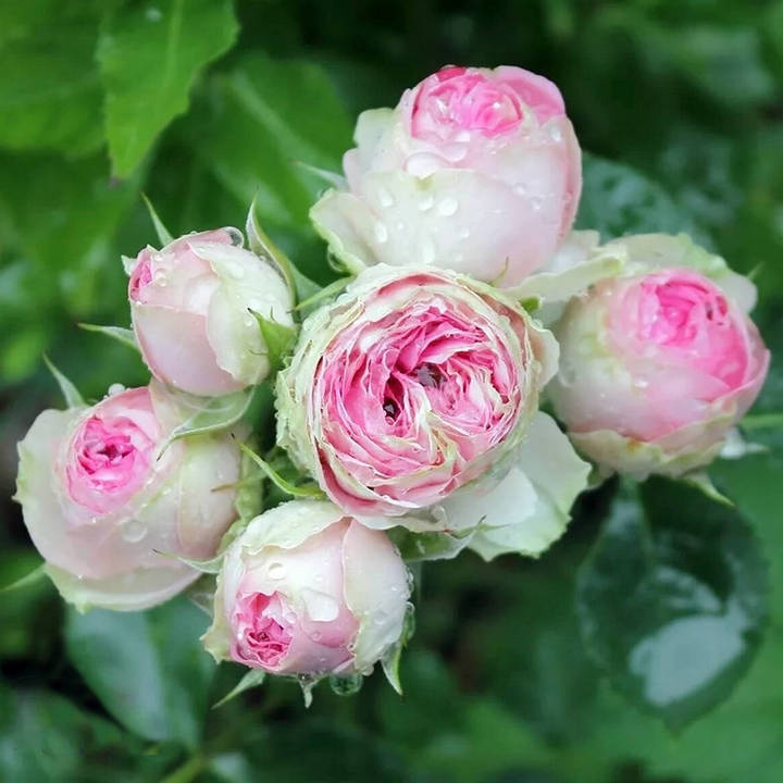 Роза спрей (миниатюрная) Мими Эден/ЦКор