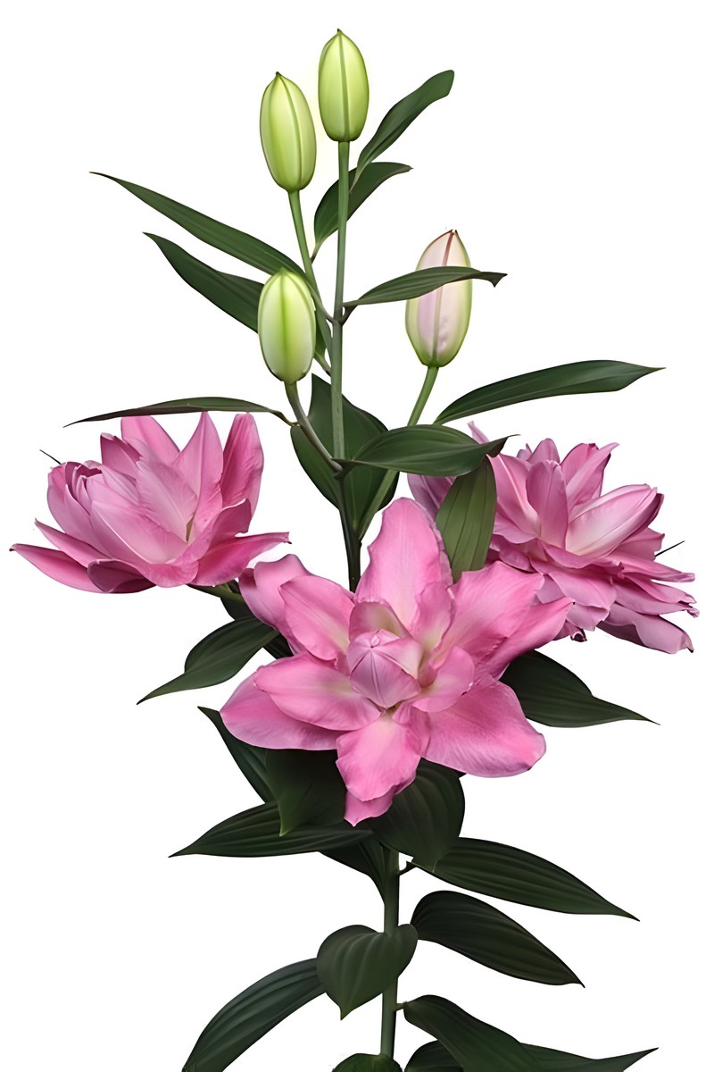 Лилия восточная махровая Визион 14/16, 14/16, 1 шт.