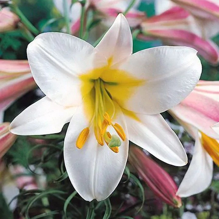 Лилия трубчатая Регале, 18/20, для выгонки, 1 шт.